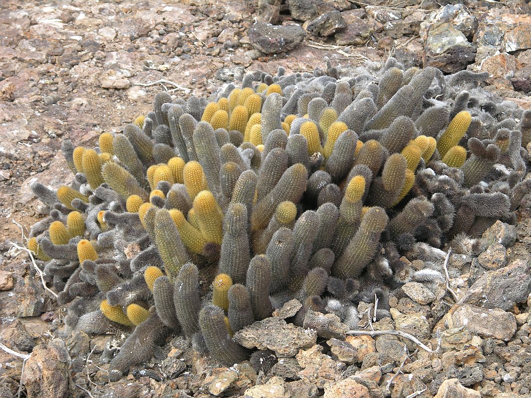 Galapagos 7-1-11 Genovesa Prince Philips Steps Lava Cactus